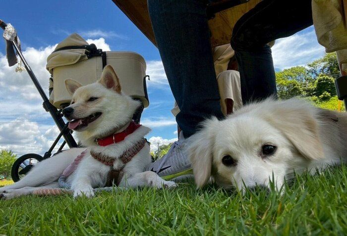 ドッグラン終わりで休憩中の犬(写真:右)と犬(写真:左)