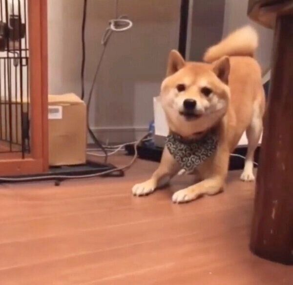 勇敢そうなフリをする豆千代くん