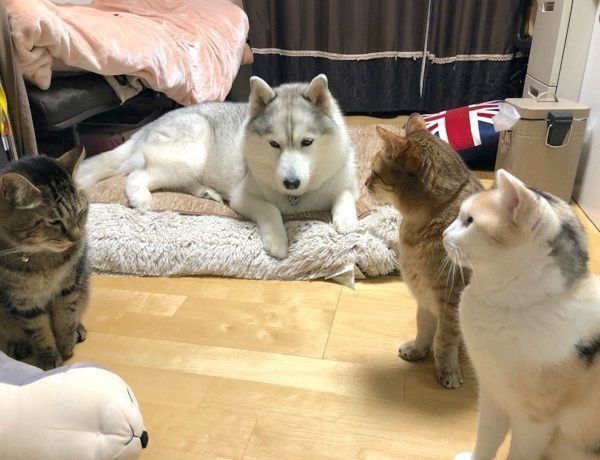 猫ちゃんたちの圧を感じて縮こまるシルビアちゃん