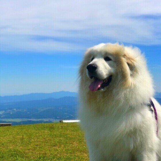命を助けてくれる供血犬ってどんな犬? いぬのきもち