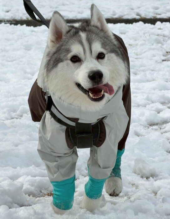 雪が大好きな琥珀くん