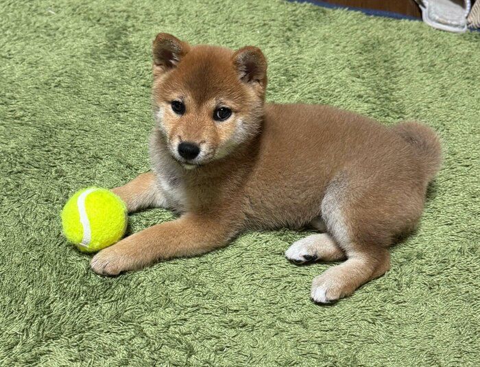 お迎えしたころのうめちゃん