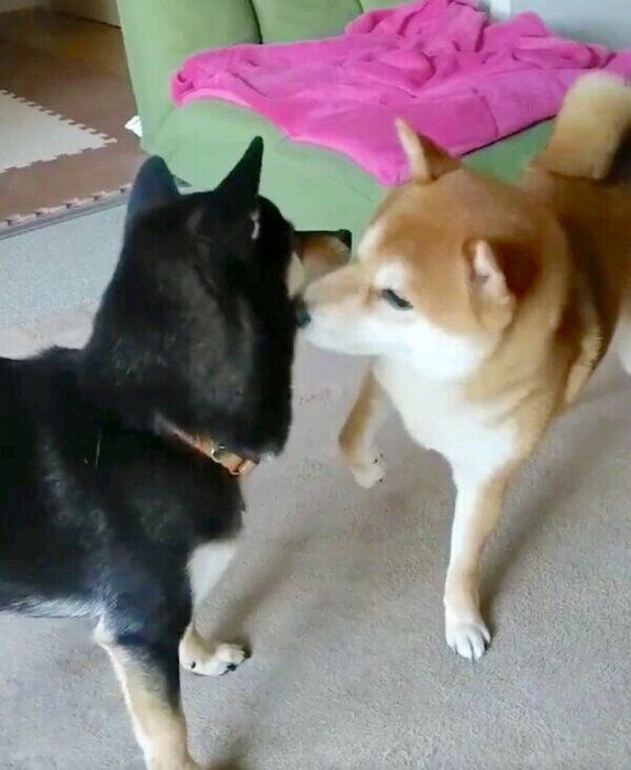 くろ吉くんのほっぺにちゅっとするわさびちゃん