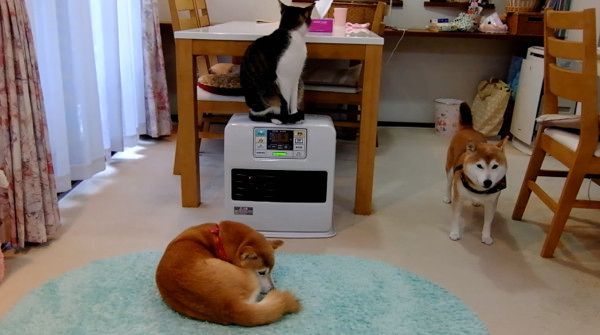 柴犬と猫