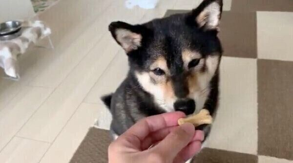 待てをするあずきちゃん