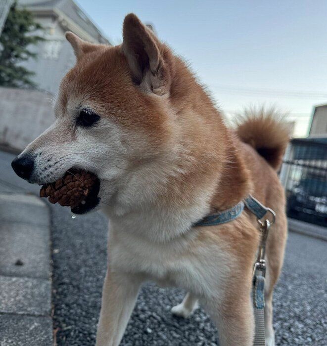 松ぼっくりをくわえて歩くペルちゃん