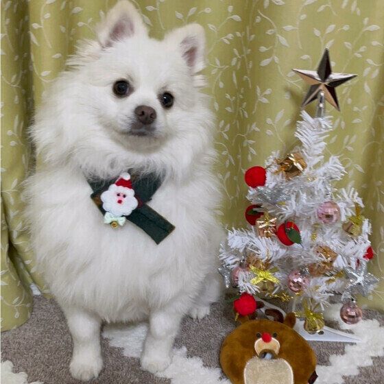 愛犬との年末年始の過ごし方で気をつけることは？ 万が一のトラブルへの備えと対策