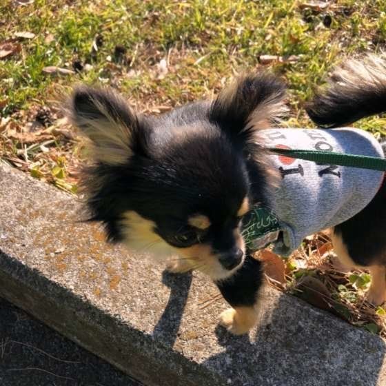 チワワ