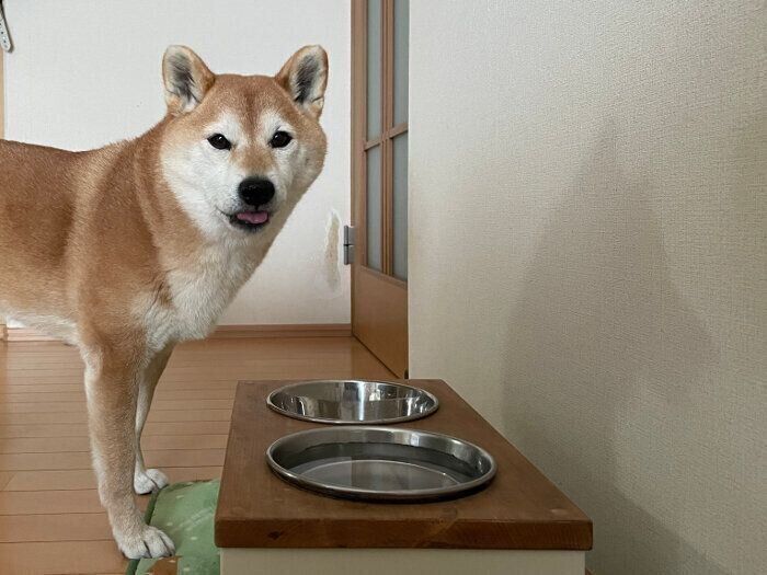 沖縄県 の 混合ワクチン注射 の 動物 病院 の情報 評判 口コミ が見つかる いぬ のきもち ねこ のきもち 動物 病院 検索 獣医 猫 ネコ 犬 イヌ 1