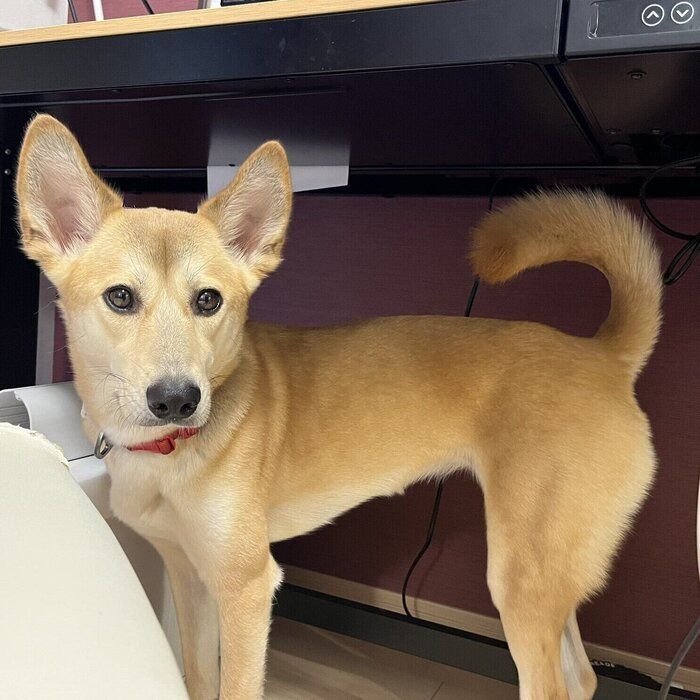 キラキラした瞳が印象的なピッチちゃん