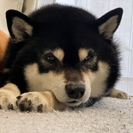 まったり過ごす柴犬