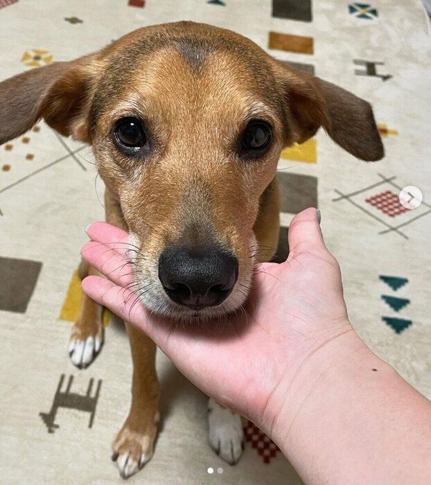 飼い主さんの手にあご乗せするあのくん