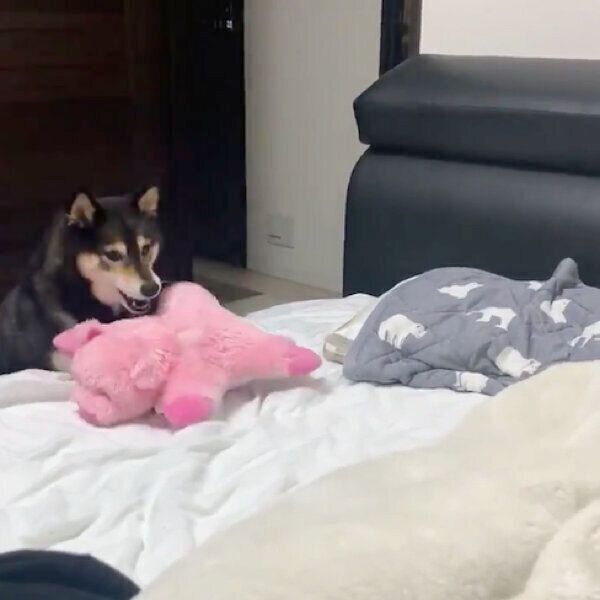 ぬいぐるみを咥えてやってきたあずきちゃん