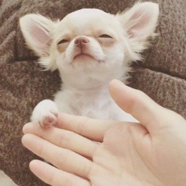 寝ながらお手&おかわりをするしらちゃん