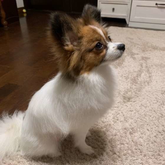 オスワリする犬