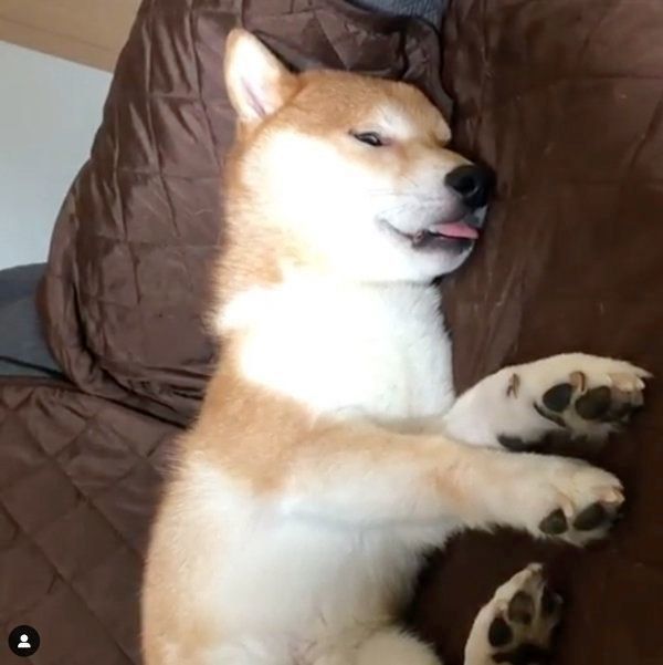 衝撃の寝顔の柴犬