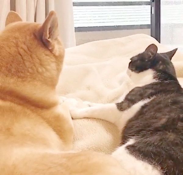 外を眺める柴犬とハチワレ猫