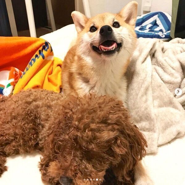 顔がボサボサになる麦ちゃんと、満足気な茶々ちゃん