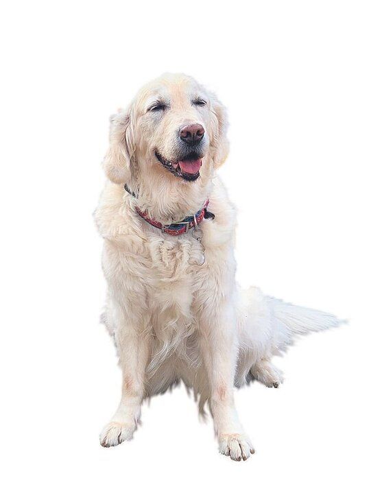 大人気犬種「ゴールデン・レトリーバー」のヒミツ 被毛の色はあの2