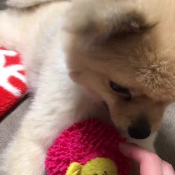 ポメラニアン