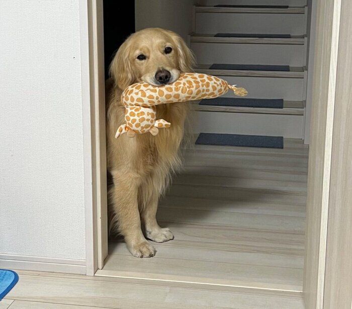 「早く2階に行って寝ようよ」と催促をするいなりくん