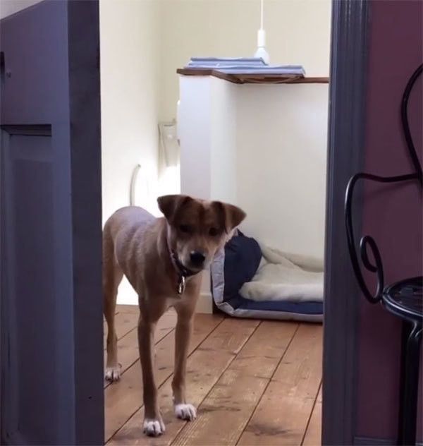 見つめる犬