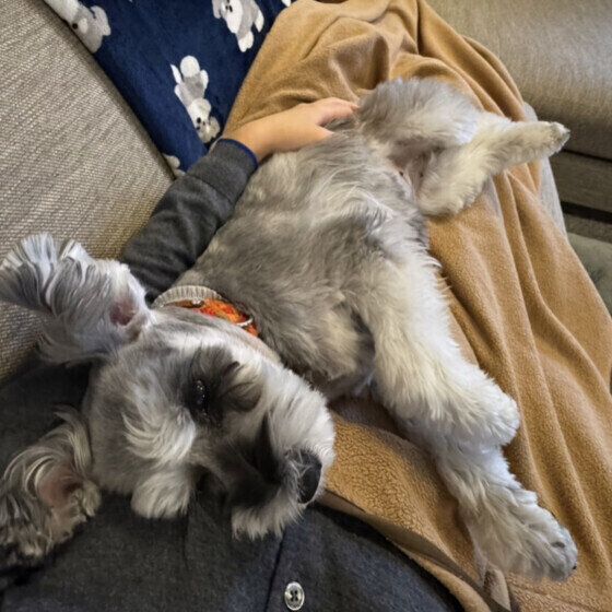 足の上で寝る定番のスタイルだというミニチュア・シュナウザー