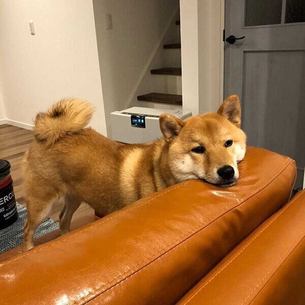ソファにあごを乗せるぽんたくん