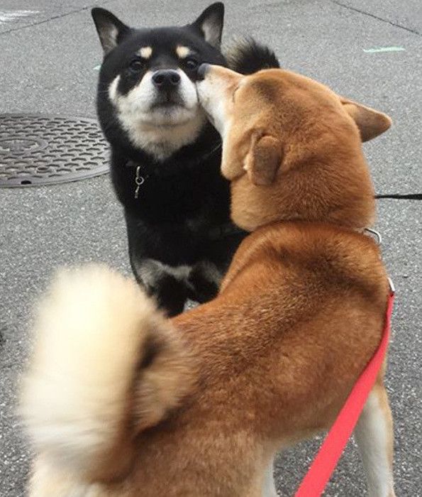 寄り添う柴犬