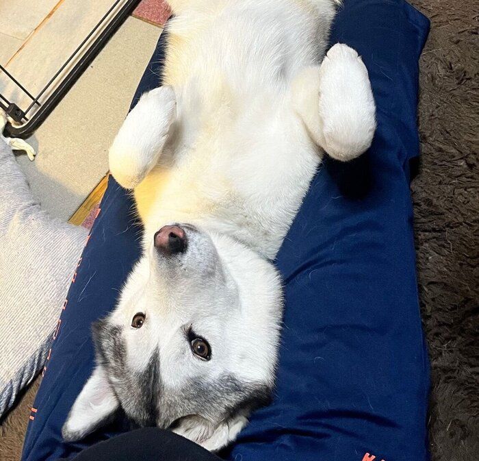甘えるゆきちゃん