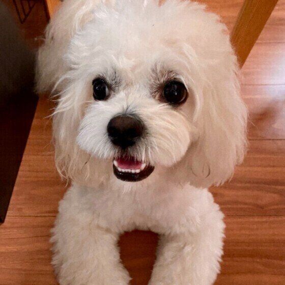 笑顔の犬