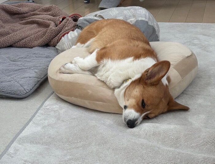 クッションの上で眠り、はみ出すパンナちゃん