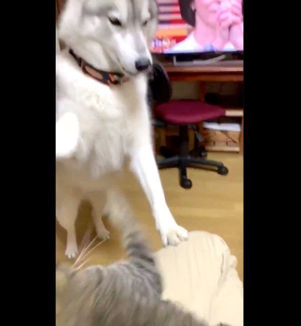 飼い主さんの膝の上に乗りたいユキちゃん