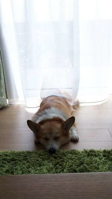 ふくちゃん ウェルシュ・コーギー・ペンブローク