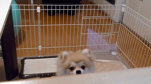見つめるポメラニアン