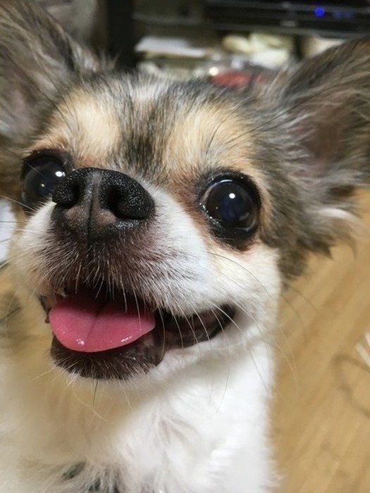 チワワ
