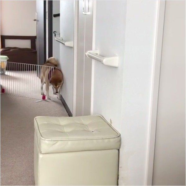 脱走ワンコ