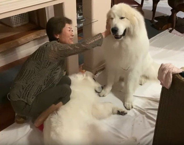 撫でられる犬
