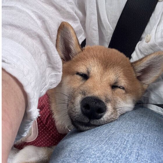 飼い主さんの足の上で寝ちゃった柴犬