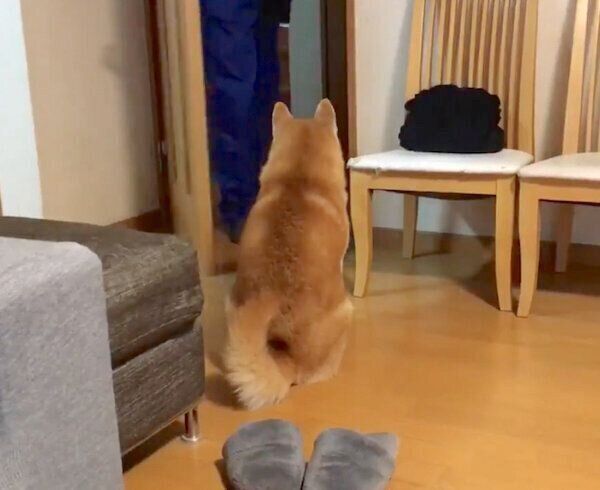 仕事に行くお父さんを名残惜しそうに見つめるロペさん