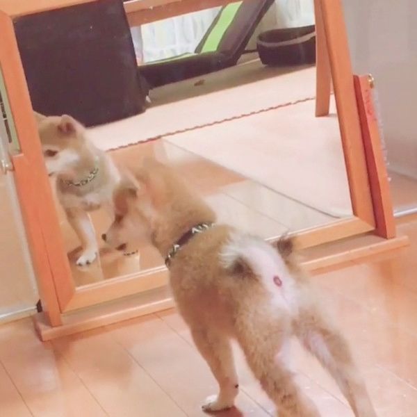 鏡の中自分と対面した柴犬