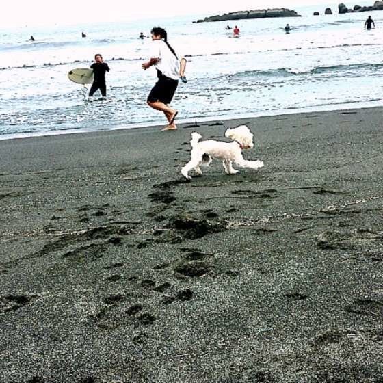 砂浜をダッシュするトイ・プードル