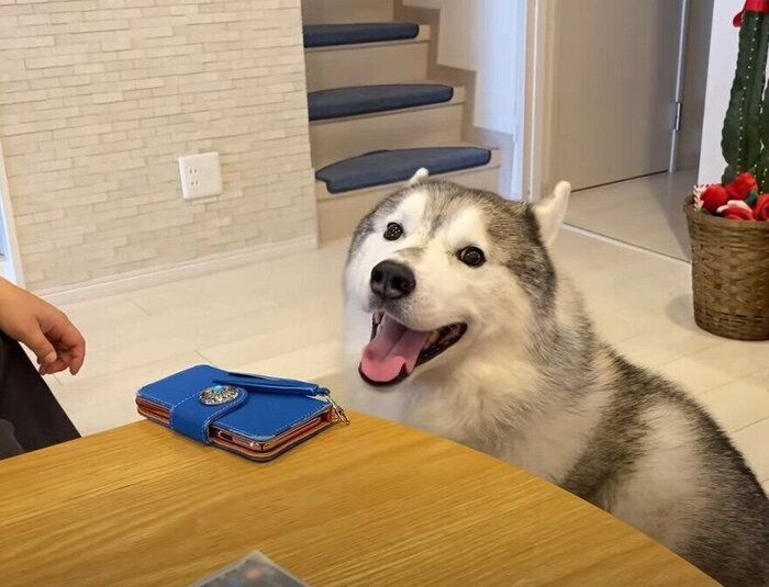 顔色を窺う犬