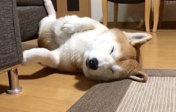 寝転がるロペさん