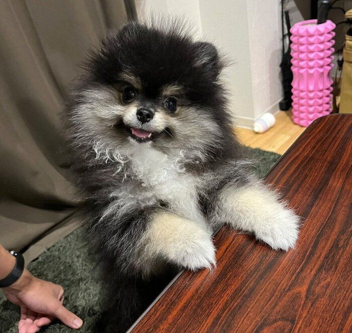 生後4カ月のころの五朗丸くん