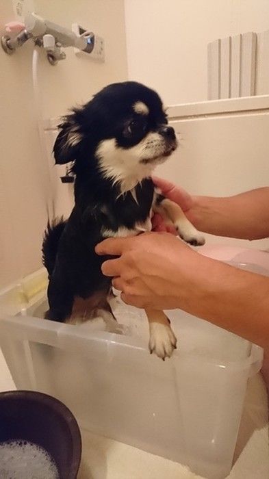 チワワ