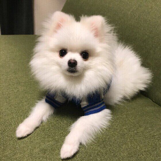 見つめるポメラニアン