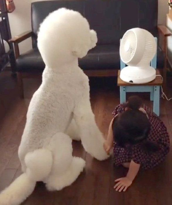 お医者さんごっこをするスタンダード・プードルと女の子