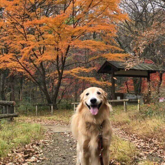 紅葉とゴールデン・レトリーバー