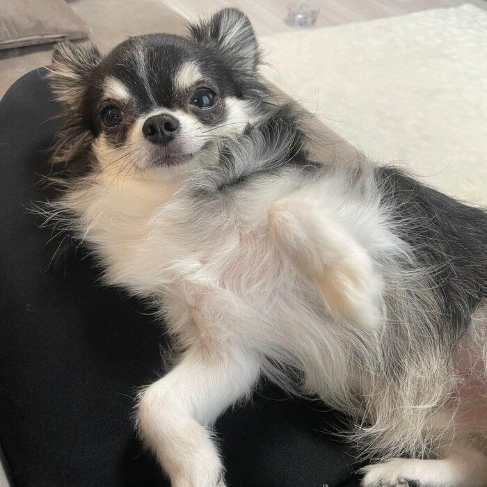 お腹を撫でて欲しがっている様子のチワワ